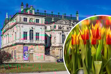 Dresden: 40.000 Pflanzen locken: Fantastische Blütenträume im Großen Garten