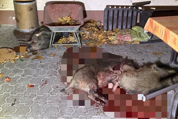 Wildschwein-Massaker in Kleinstadt: Jäger beenden tierische Randale mit Blutbad