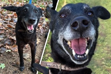 Tierheim ratlos: Wieso findet diese Grinsebacke einfach kein Zuhause?