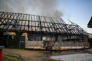 Immenser Schaden bei Stallbrand: Kühe sterben