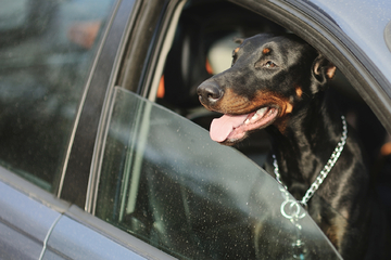 Hund im überhitzten Auto zurückgelassen: Polizei hört sein Bellen
