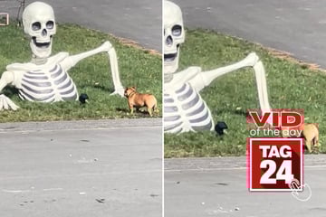 Viral Video of the Day for October 18, 2025: Brave little dog tries to scare off Halloween skeleton!