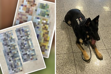 Köln: Zollhund schlägt an: Blick in den Koffer dieses Reisenden ruft sofort die Polizei auf den Plan