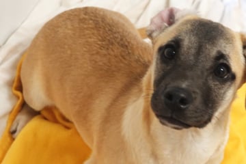 Ausreiseticket plus Happy End? "Tiefergelegter" Mischling Lio trotzt trauriger Vergangenheit