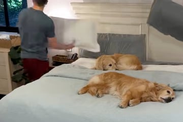 Eltern wollen Bett beziehen: Was sie dafür mit ihren Golden Retrievern machen, amüsiert so viele