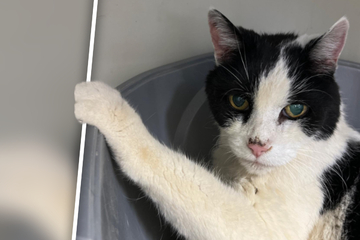 Uralter Kater "nach 19 Jahren Freundschaft" feige im Stich gelassen: Jetzt gibt es traurige Gewissheit