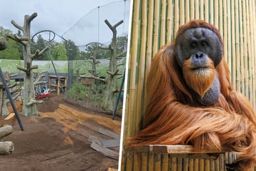 Neues Orang-Utan-Haus im Dresdner Zoo: Jetzt steht fest, wann die ersten Affen einziehen