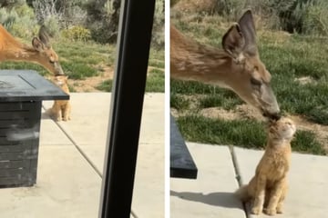 Frau sieht aus dem Fenster, als sie plötzlich diese rührende Szene bemerkt