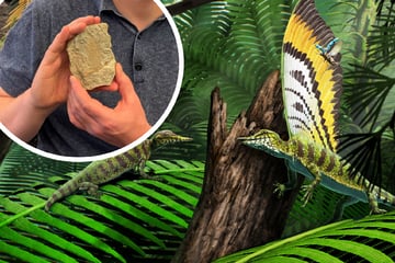 247 Millionen Jahre altes Reptil: Forscher machen bizarre Entdeckung