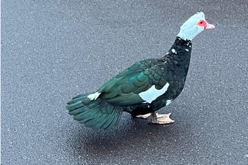 Polizei schnappt tierisches "Hindernis" auf der Straße