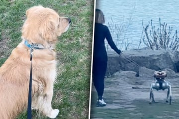 Golden Retriever sieht erstmals Roboter-Hund: Seine Reaktion lässt kaum jemanden kalt