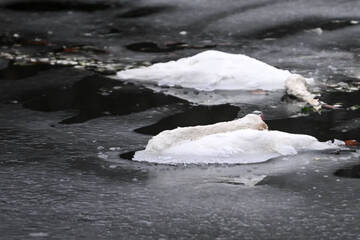 Berlin: Viele Tote Schwäne im Eis: Woran starben die Vögel wirklich?