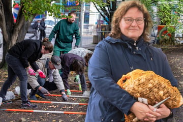 Dresden: "Trampelfläche" verschönert: 13.000 Zwiebeln für den Frühling