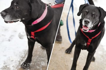 Labrador-Retriever-Rüde sucht ein Zuhause auf seine alten Tage: Wer hat ein Herz für Isak?