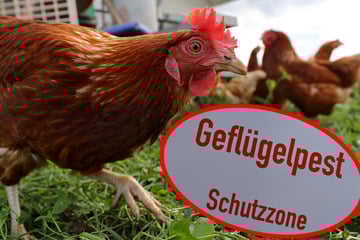 Vogelgrippe in Sachsen-Anhalt: Betrieb muss Zehntausende Tiere töten