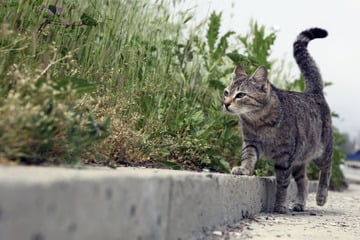 Katze angeschossen: Tier am Straßenrand gefunden