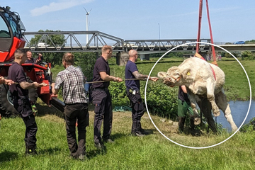 Skurriles Foto: Hier wird eine Kuh "abgeschleppt"