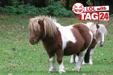 Joke of the Night for September 14, 2025: An animal joke to make you smile
