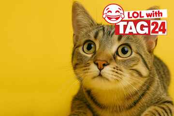 Joke of the Day for November 22, 2025: A cat-astic funny for Caturday!