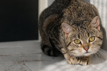 Katze schon zum zweiten Mal im Tierheim: So reagieren ihre Pfleger