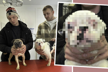 Züchter erschaffen Grusel-Hunde: Tierschützer retten diese armen Kreaturen!