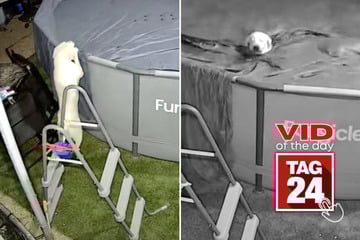viral videos: Viral Video of the Day for July 12, 2025: Two dogs caught taking a midnight plunge in backyard pool