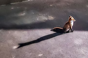 Streit mit Katze: Fuchs erhält Platzverweis, entgeht aber einer Anzeige