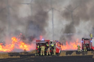 Drehender Wind erschwert Einsatz: Mehr als 20 Hektar Getreide verbrennen