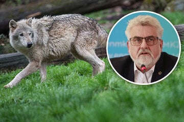 Wölfe: "Problemwölfe" abschießen: Umweltminister begrüßt Einigung