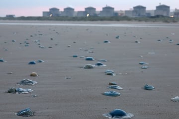 Quallenplage zwingt Frankreich zur Abschaltung von Atom-Reaktoren