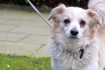 Dieser Hund sucht seit sieben Jahren verzweifelt ein Zuhause: Jetzt läuft seine Zeit ab