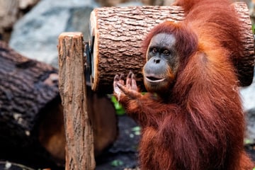 Frankfurt: Vier Orang-Utans ausgebrochen: Frankfurter Zoo zeitweise geräumt
