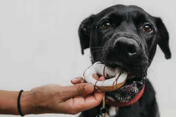 New study reveals that dog obesity gene is shared by humans