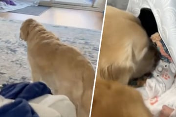 Golden Retriever trifft auf Baby - Was dann passiert, bringt Unzählige zum Lachen