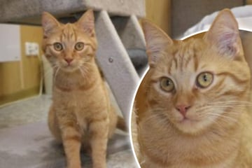 Verspielter Jungkater Channing sucht dringend ein Zuhause