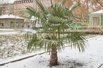 Dresden: Kurioser Winter-Anblick: Frostharte Palme am Fetscherplatz