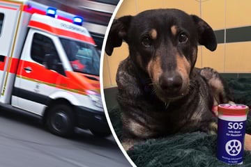 Haustierbesitzer aufgepasst: Diese Dose kann euren Schatz im Notfall retten