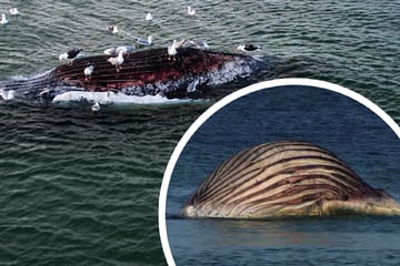 Wann platzt Timmy? Walkadaver vor Anholt ist extrem aufgebläht