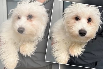 Was für ein Pechvogel: Junger Hund landet mit diesen Besitzern gehörigen Griff ins Klo