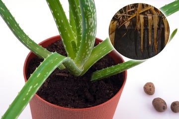 Aloe vera wird braun und weich? Jetzt schnell handeln
