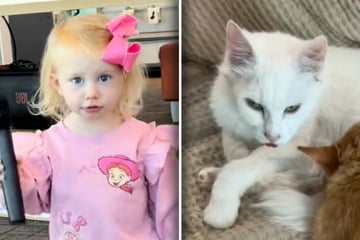 Katze wird in Kinderzimmer eingeschlossen: Was dann passiert, lässt Herzen hüpfen