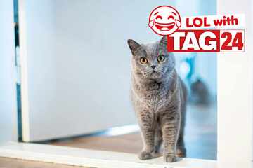 Joke of the Day for April 18, 2026: A cat knock-knock joke for Caturday!