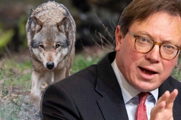 Sachsen will Wolfsabschuss vereinfachen