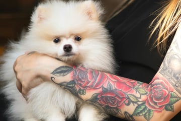 Man thrown out of pet fair after brutally tattooing dog without anesthesia