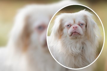 Hitzesensibler Pekinese völlig vernachlässigt: Gibt es für Hubertus noch ein Happy End?