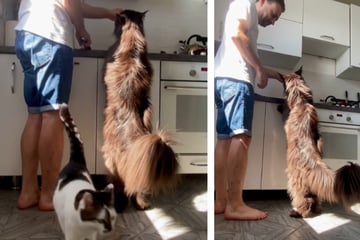 Giant cat mistaken for a dog and even a horse by befuddled TikTok users