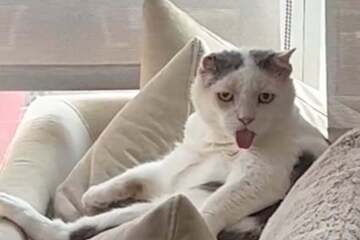 Cat got your tongue? Hilarious feline has TikTok users in stitches