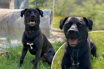 Hund sucht Herrchen: Das macht es Corleone besonders schwer