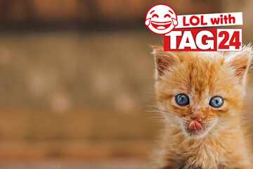 Joke of the Night for September 27, 2025: A silly kitty for Caturday
