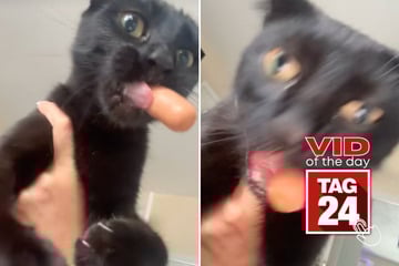viral videos: Viral Video of the Day for October 4, 2025: Cat's hot dog heist has the internet in stitches!